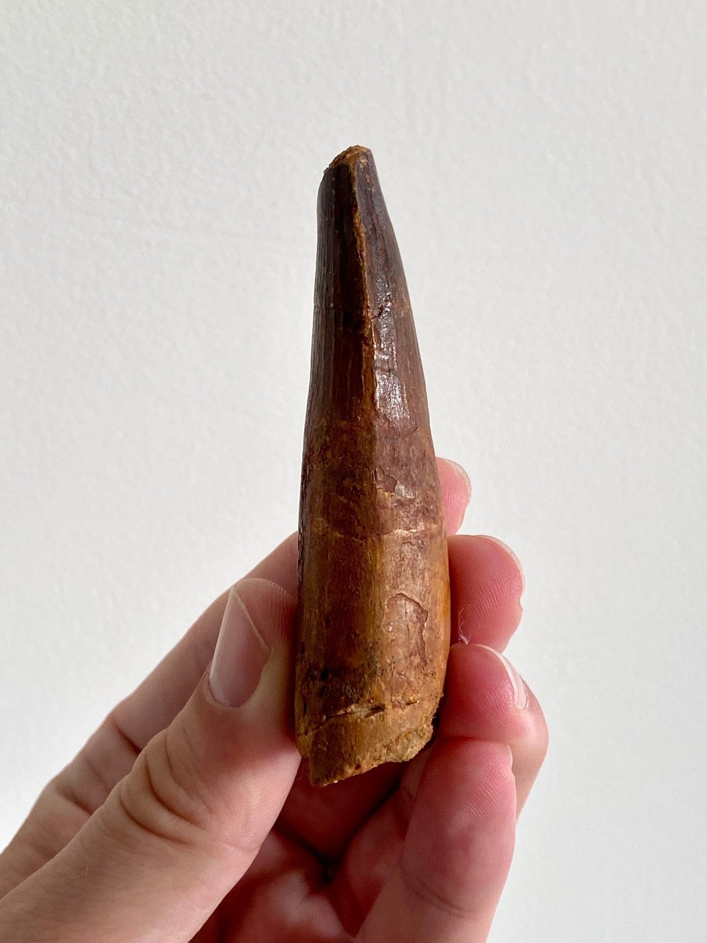 Big Spinosaurus Maroccanus fossil tooth (8.6cm) - FossilsAndMore