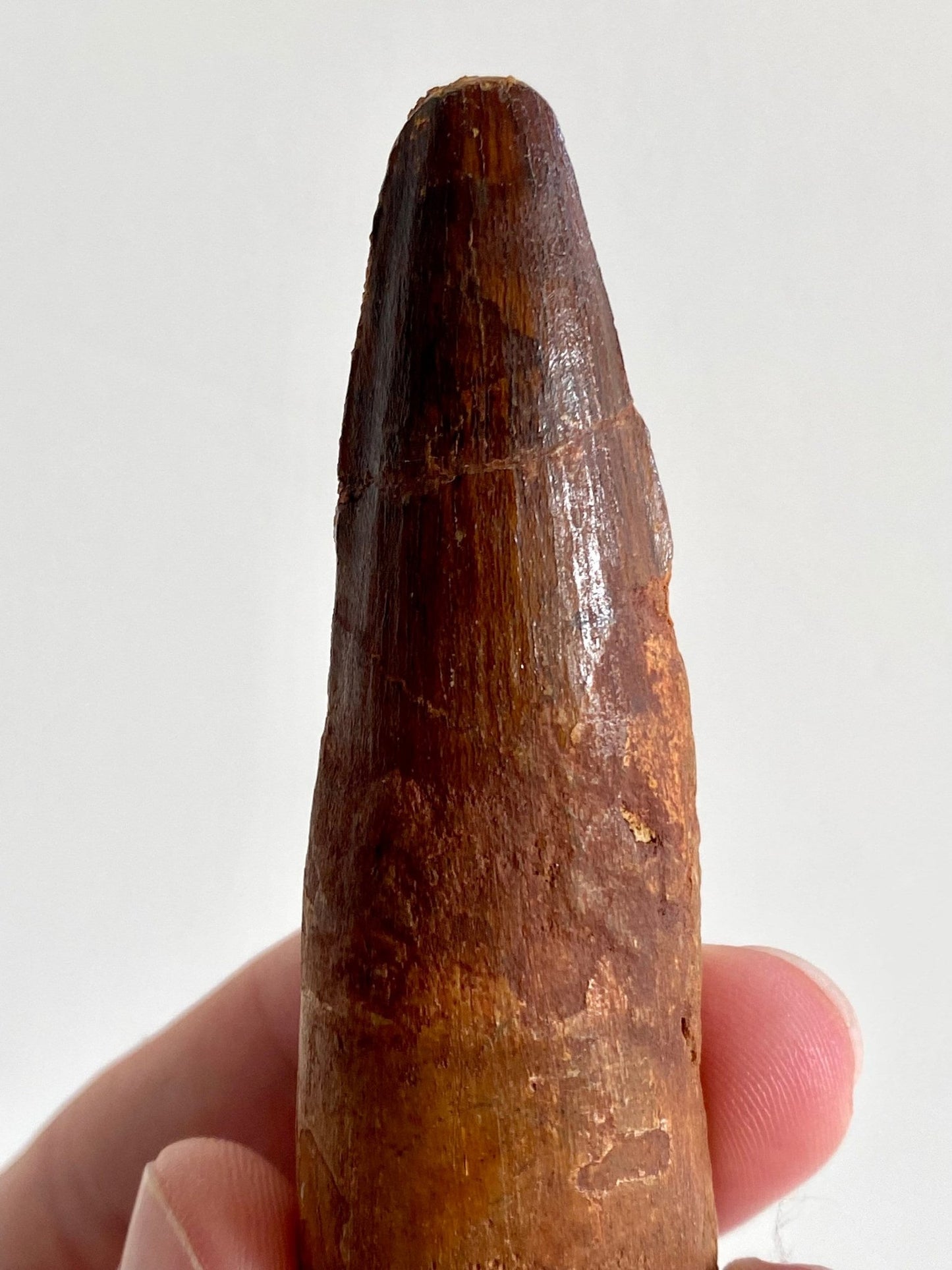 Big Spinosaurus Maroccanus fossil tooth (8.6cm) - FossilsAndMore