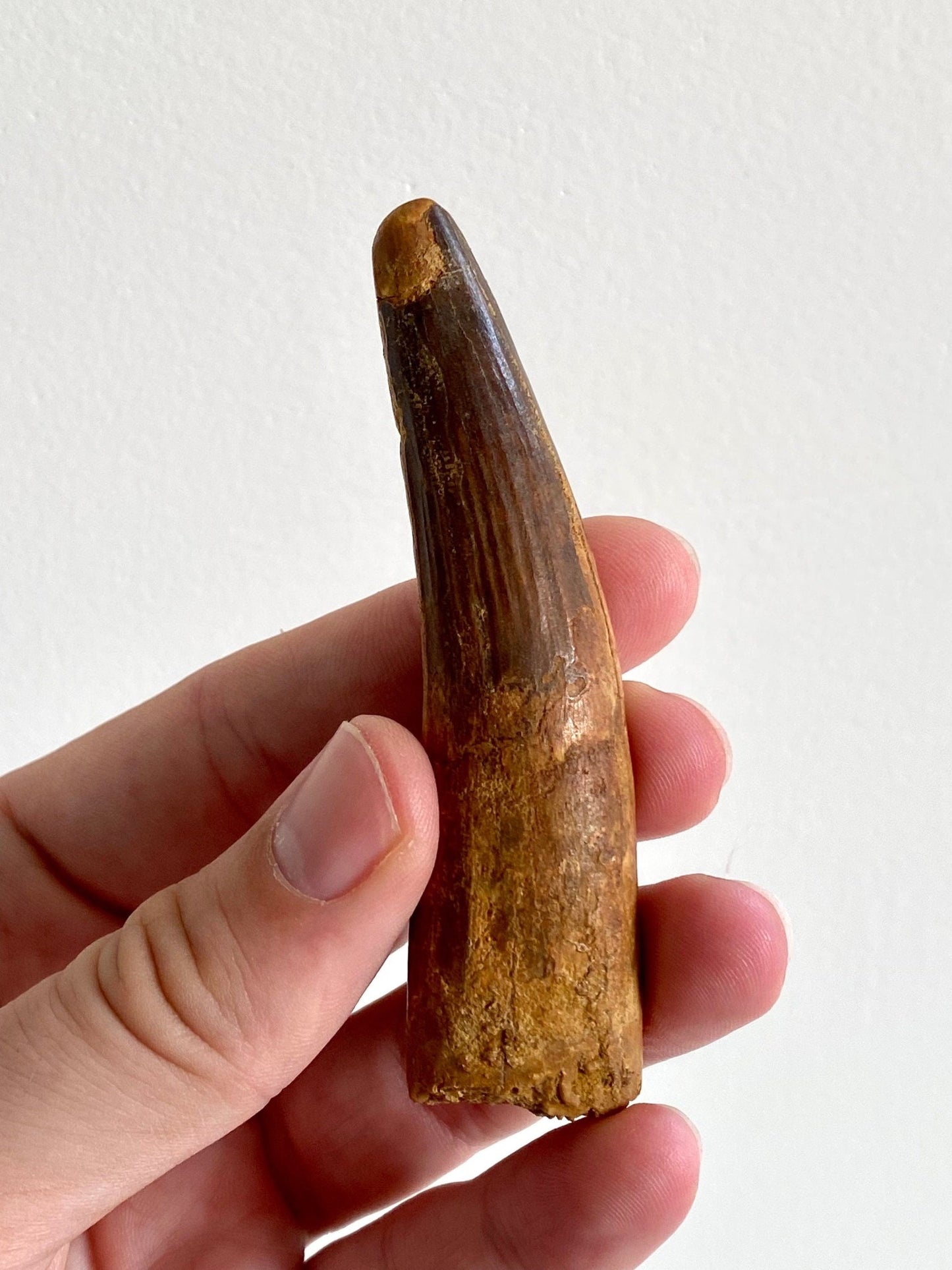 Big Spinosaurus Maroccanus fossil tooth (9cm) - FossilsAndMore