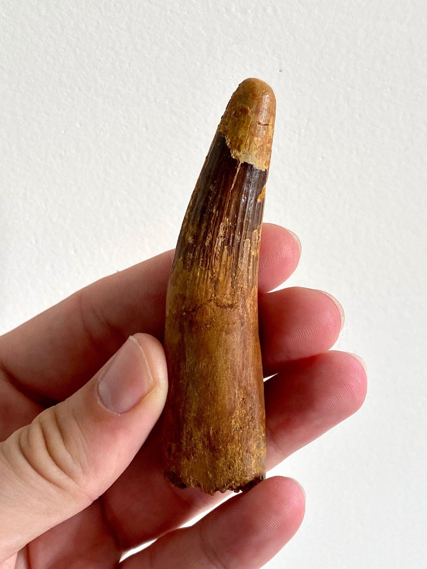 Big Spinosaurus Maroccanus fossil tooth (9cm) - FossilsAndMore