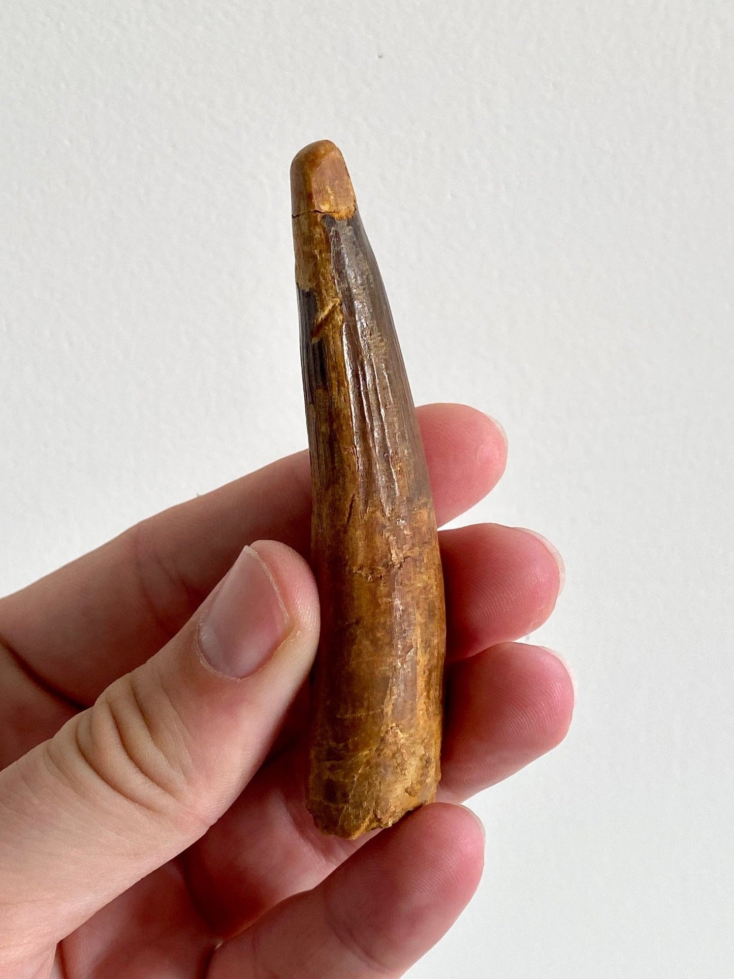 Big Spinosaurus Maroccanus fossil tooth (9cm) - FossilsAndMore