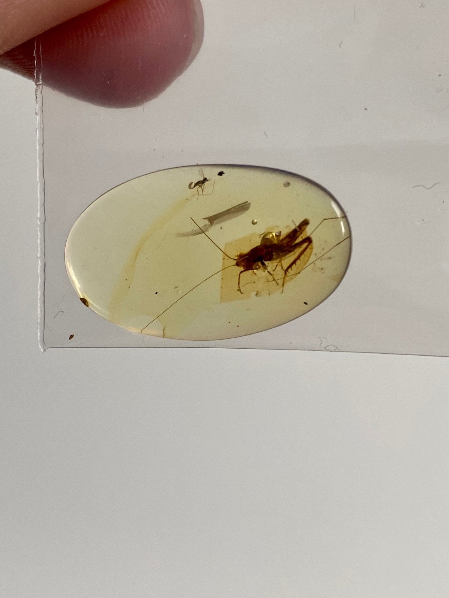 Burmese Amber with inclusion (cricket insect), fossil resin - FossilsAndMore