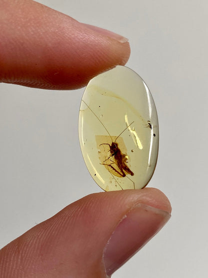 Burmese Amber with inclusion (cricket insect), fossil resin - FossilsAndMore