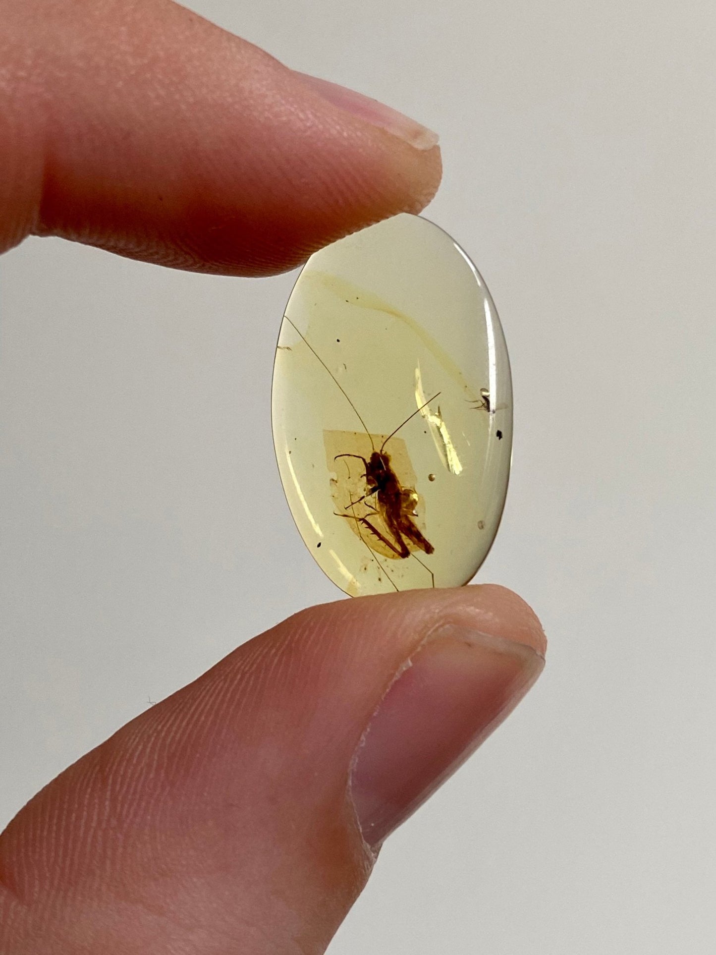 Burmese Amber with inclusion (cricket insect), fossil resin - FossilsAndMore