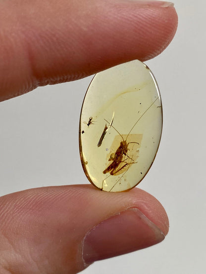 Burmese Amber with inclusion (cricket insect), fossil resin - FossilsAndMore