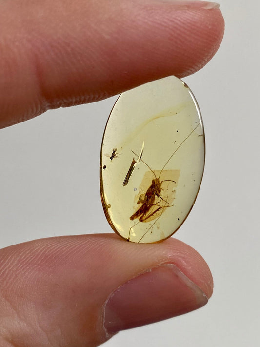 Burmese Amber with inclusion (cricket insect), fossil resin - FossilsAndMore