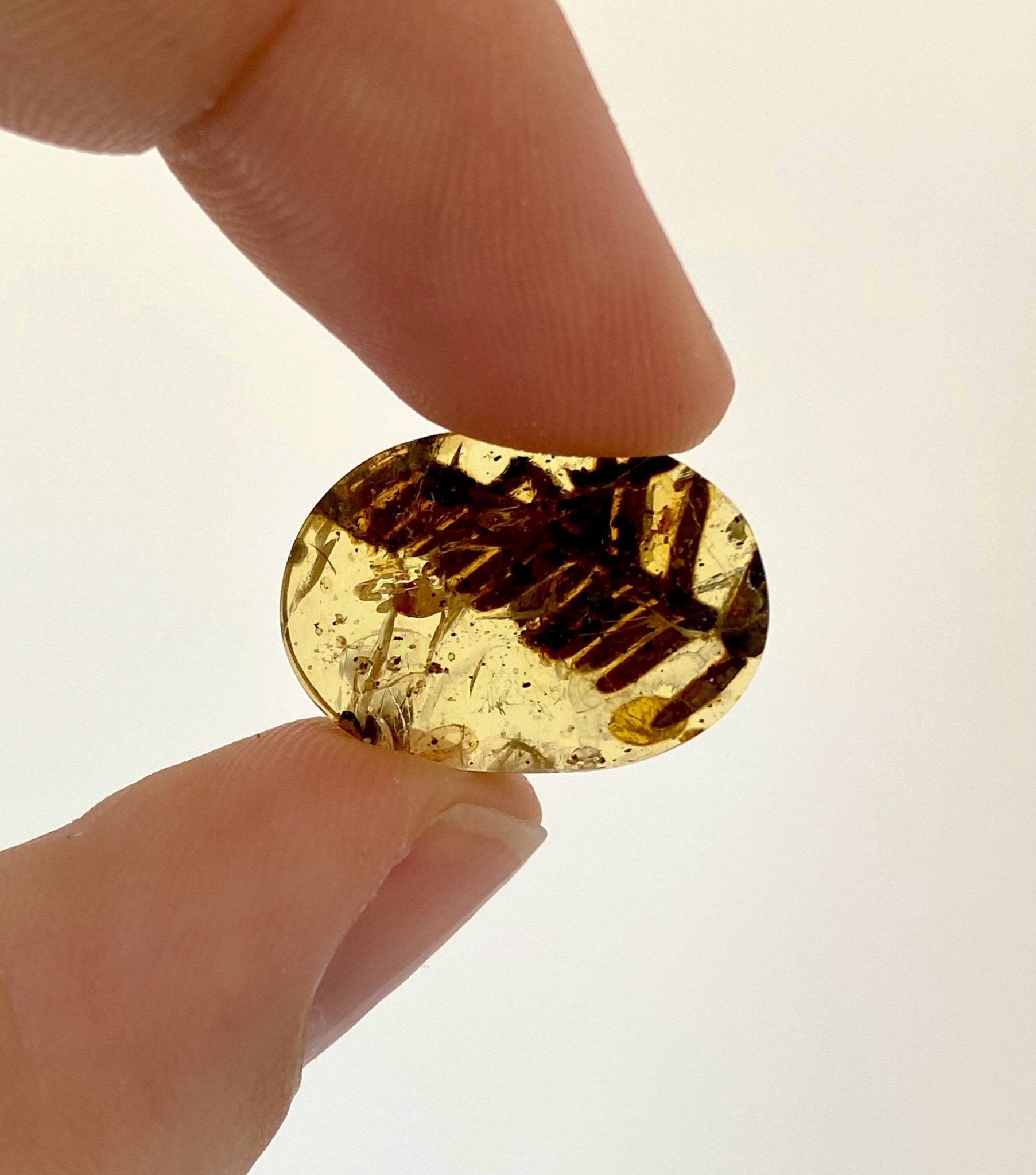 Burmese Amber with plant leaf inclusion, fossil resin - FossilsAndMore