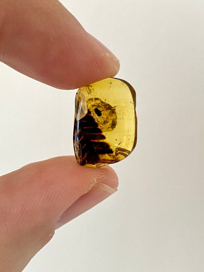 Burmese Amber with plant leaf inclusion, fossil resin - FossilsAndMore