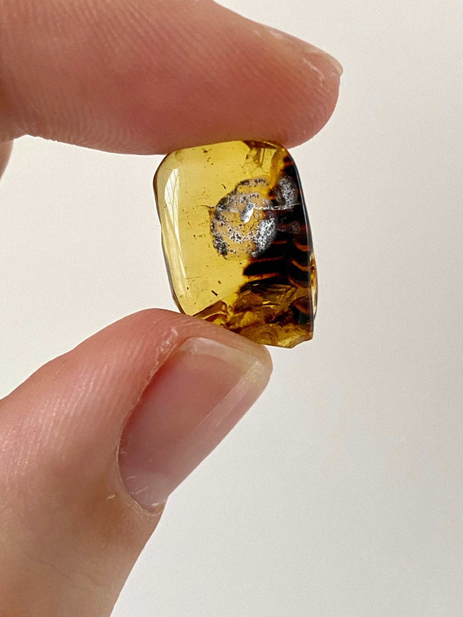 Burmese Amber with plant leaf inclusion, fossil resin - FossilsAndMore