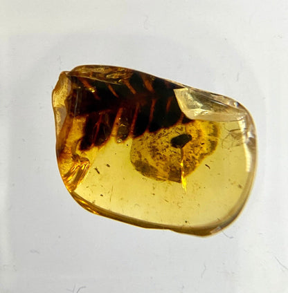 Burmese Amber with plant leaf inclusion, fossil resin - FossilsAndMore