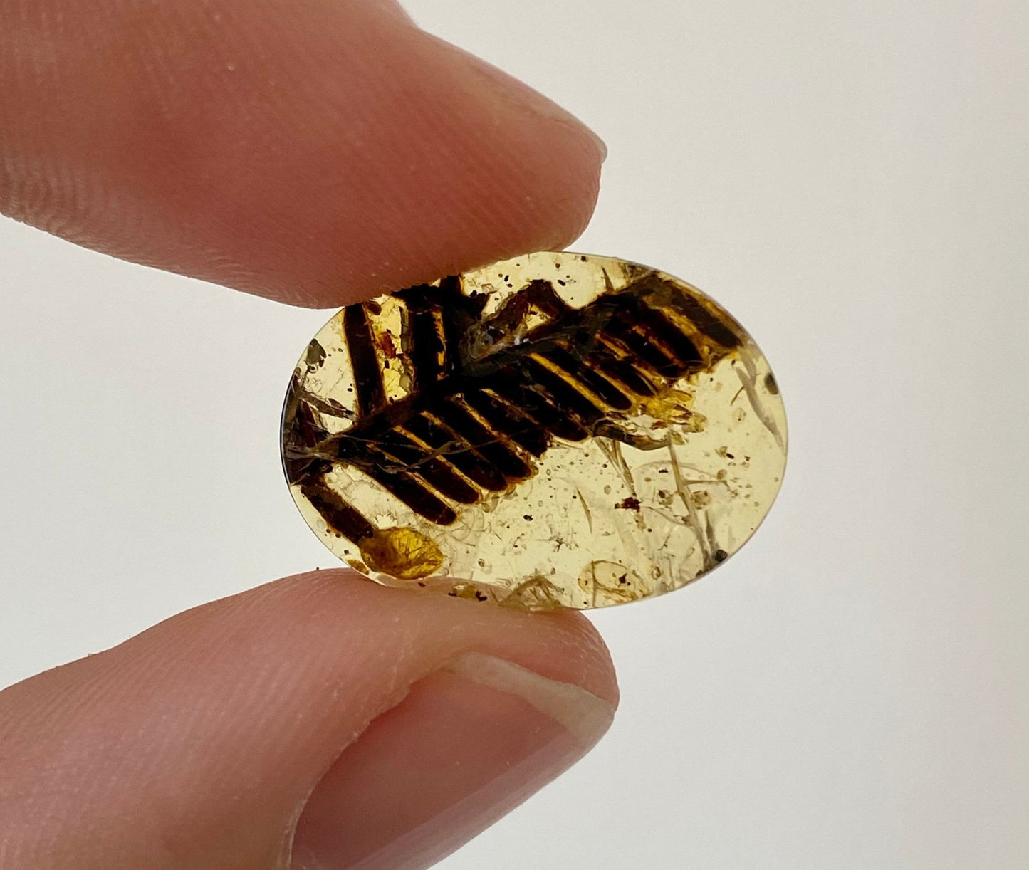 Burmese Amber with plant leaf inclusion, fossil resin - FossilsAndMore