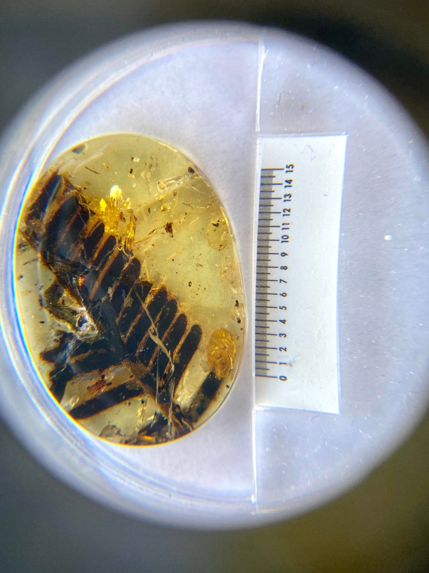 Burmese Amber with plant leaf inclusion, fossil resin - FossilsAndMore