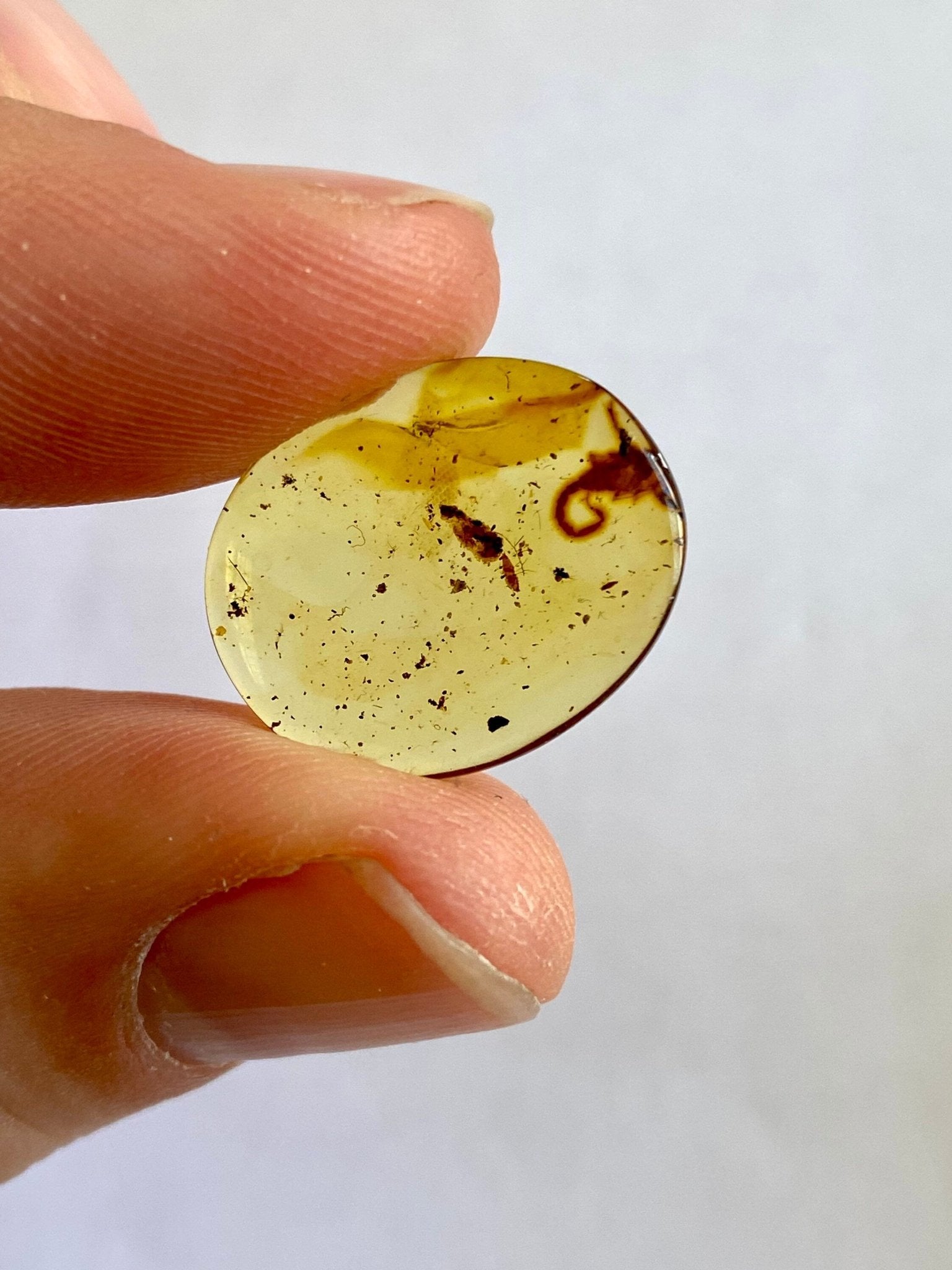 Burmese Amber with small scorpion species insect - FossilsAndMore