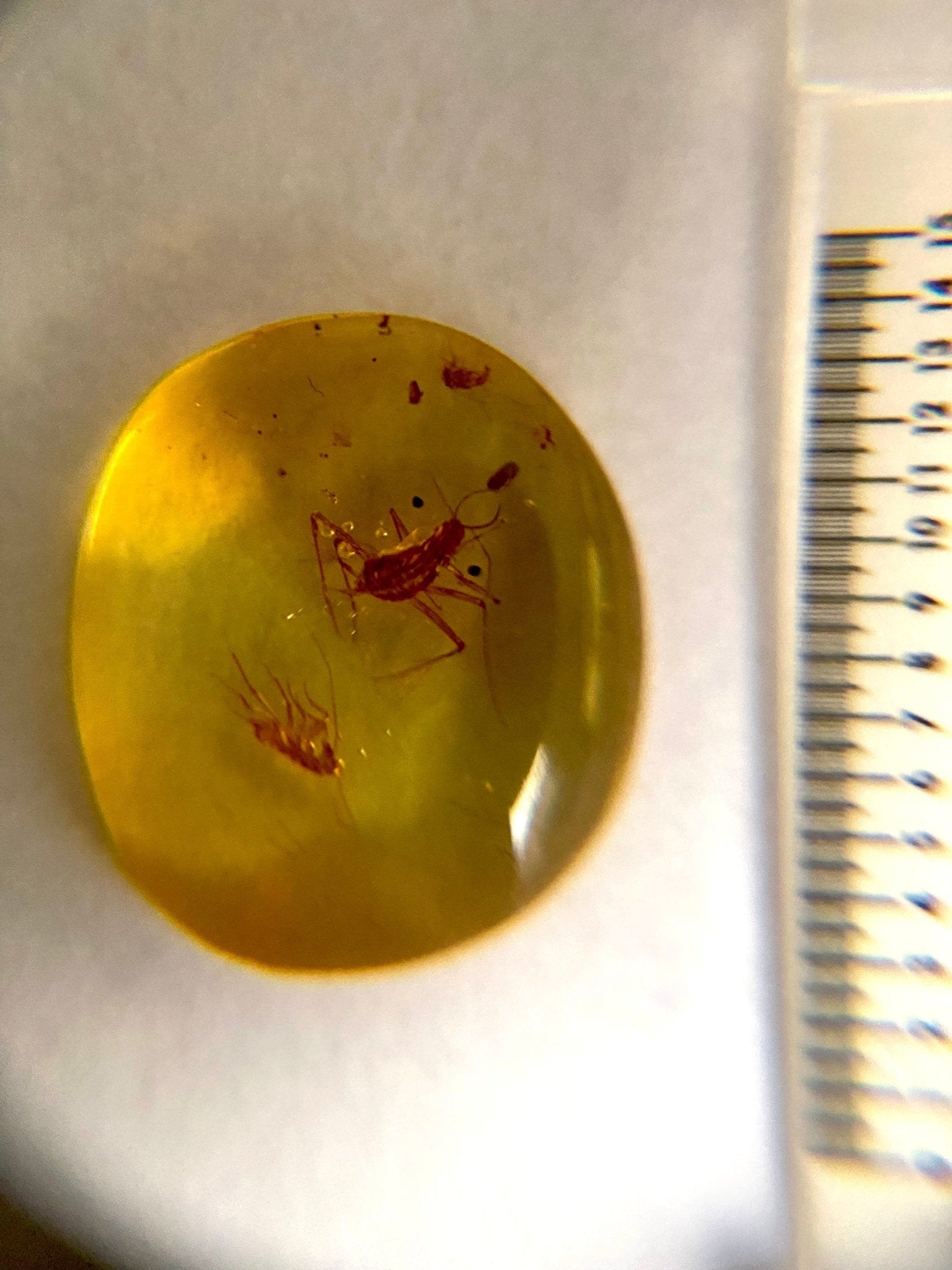 Burmite amber fossil inclusions, flies in fossil resin - FossilsAndMore