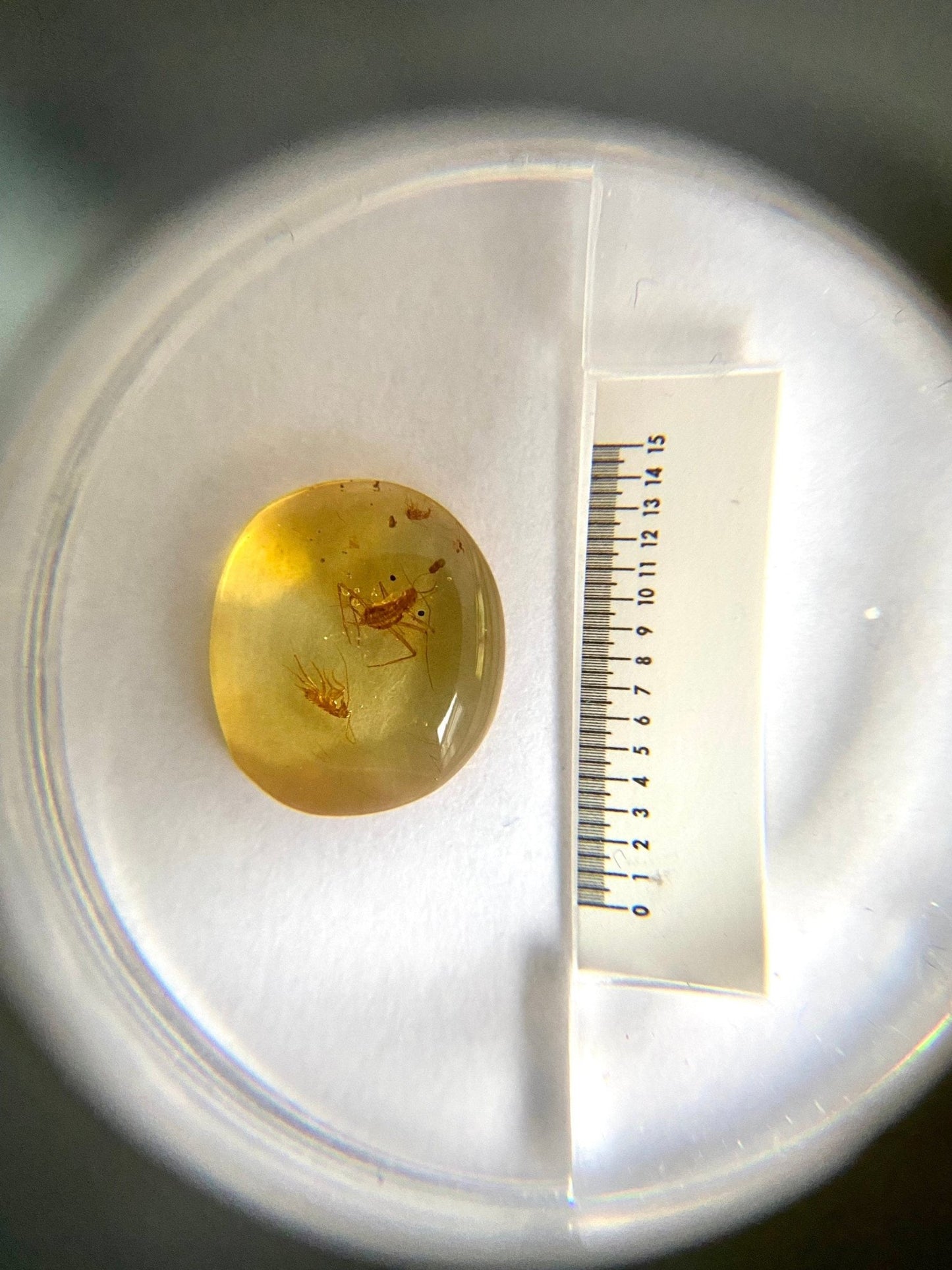 Burmite amber fossil inclusions, flies in fossil resin - FossilsAndMore