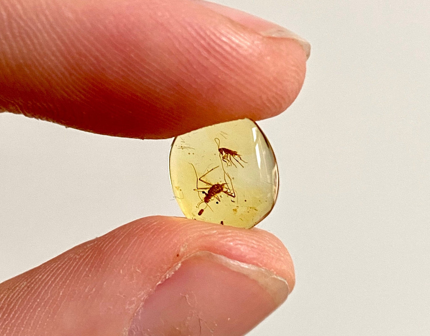 Burmite amber fossil inclusions, flies in fossil resin - FossilsAndMore