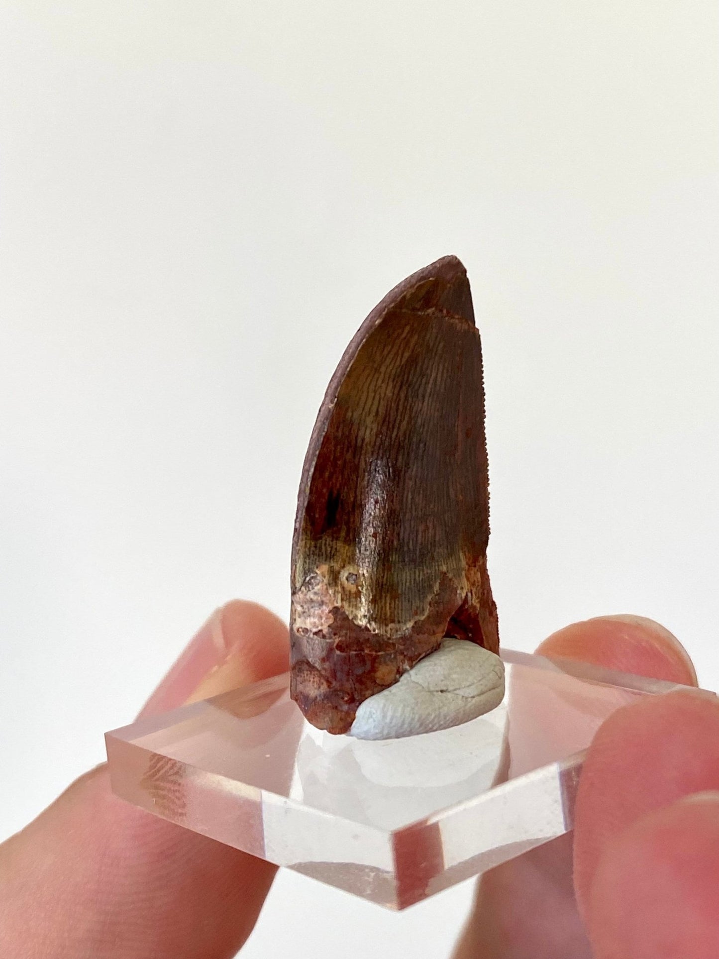 Carcharodontosaurus fossil tooth (3cm) - FossilsAndMore