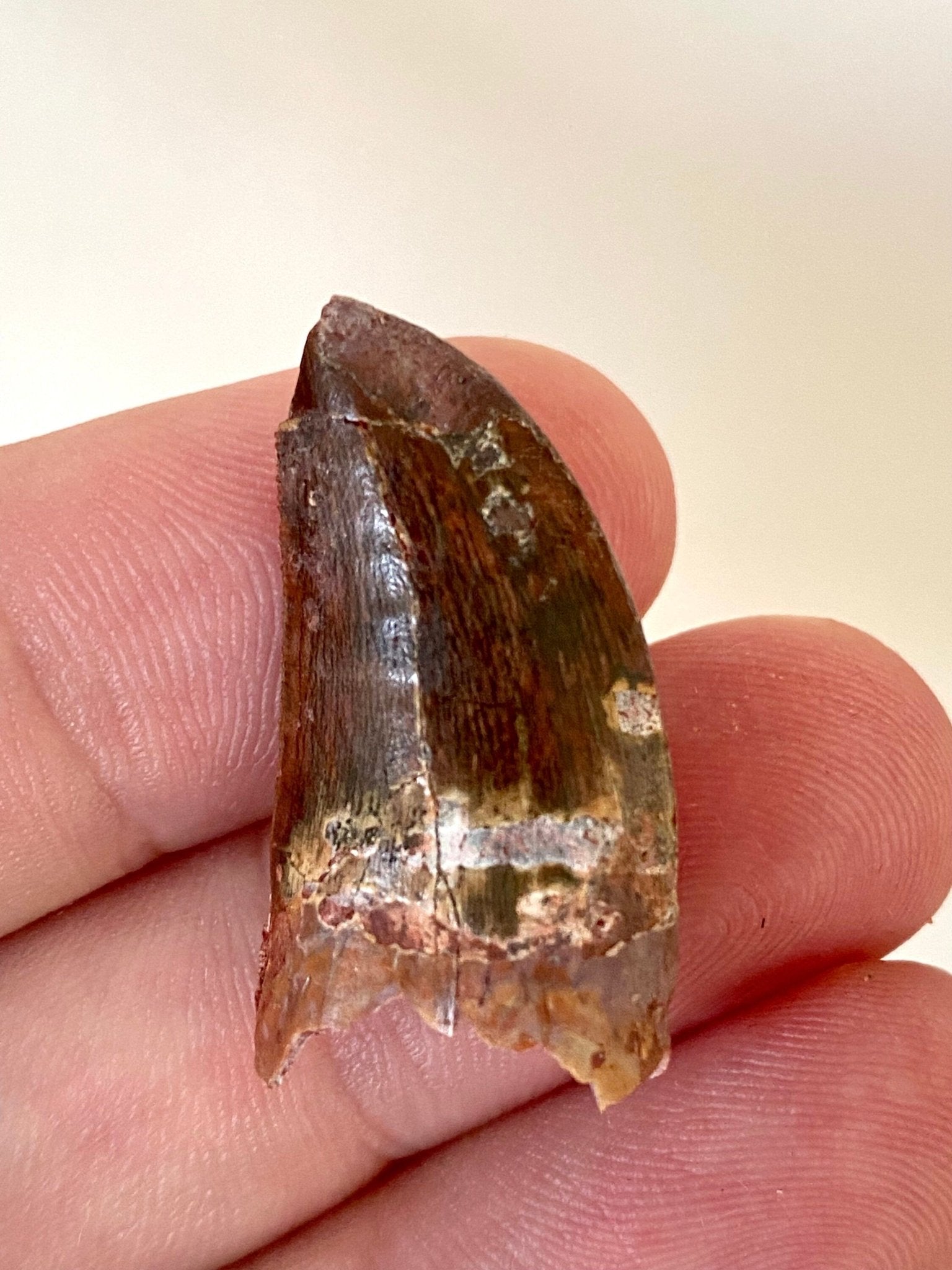 Carcharodontosaurus fossil tooth (3cm) - FossilsAndMore