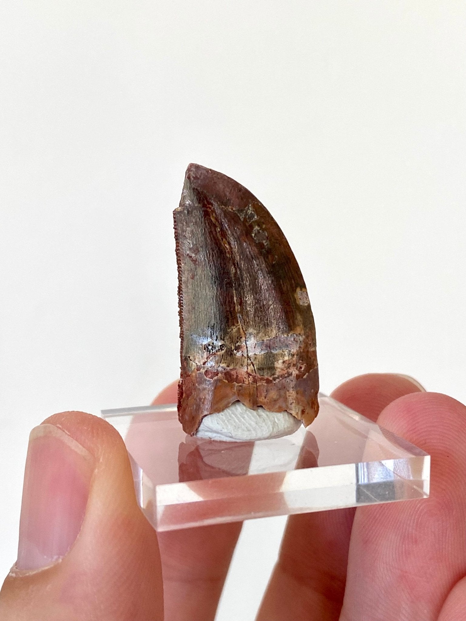 Carcharodontosaurus fossil tooth (3cm) - FossilsAndMore