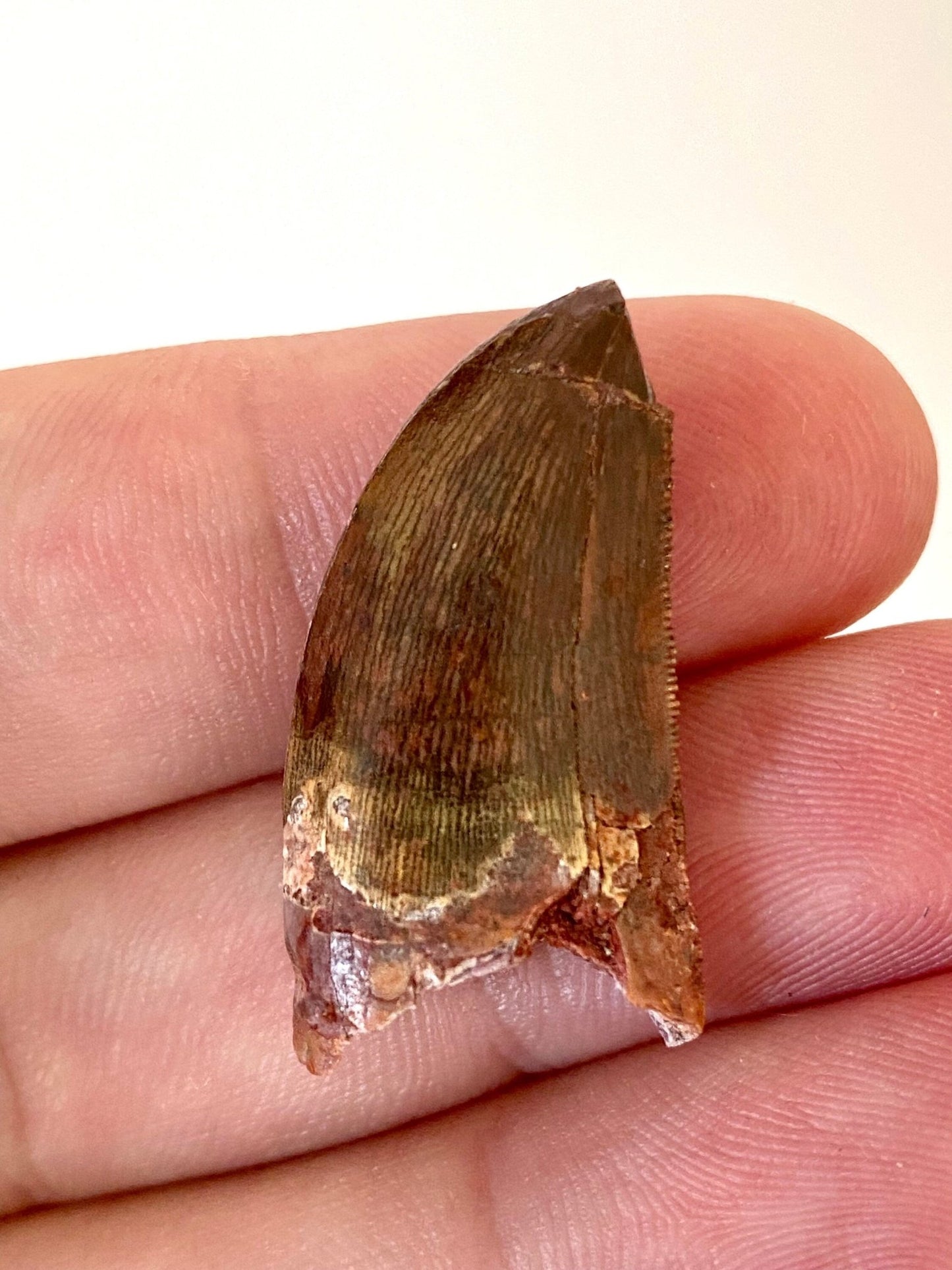 Carcharodontosaurus fossil tooth (3cm) - FossilsAndMore