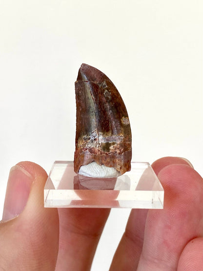 Carcharodontosaurus fossil tooth (3cm) - FossilsAndMore