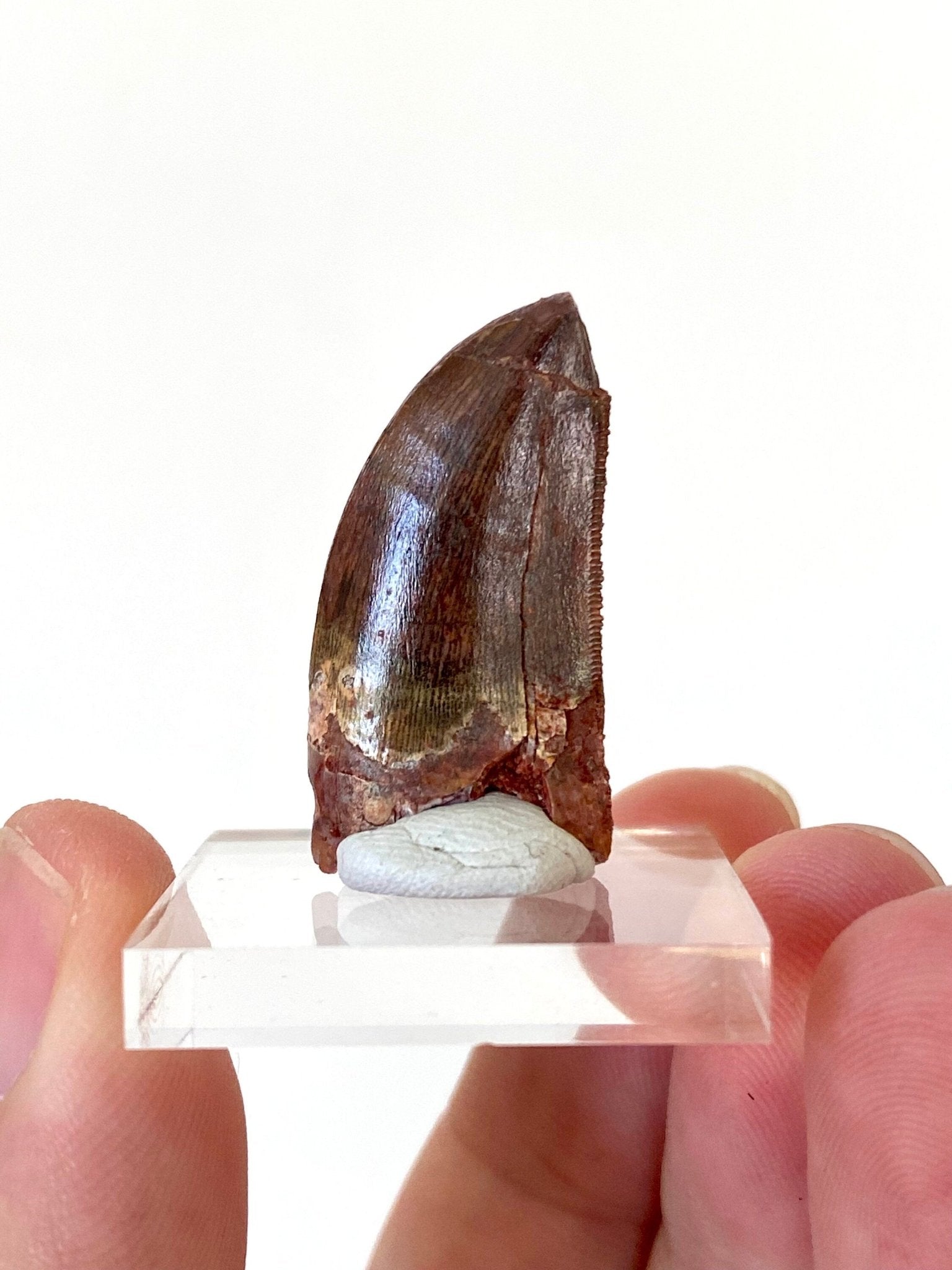 Carcharodontosaurus fossil tooth (3cm) - FossilsAndMore