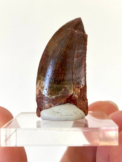 Carcharodontosaurus fossil tooth (3cm) - FossilsAndMore