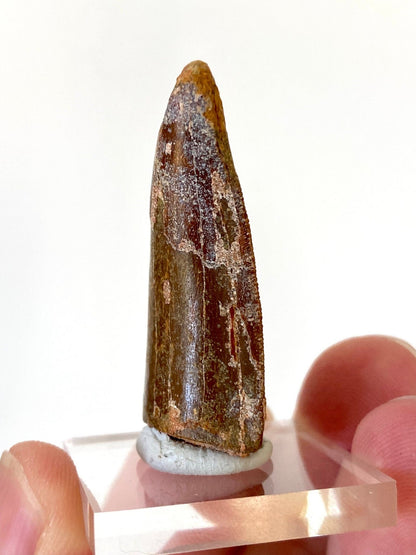 Carcharodontosaurus fossil tooth (4.1cm) - FossilsAndMore