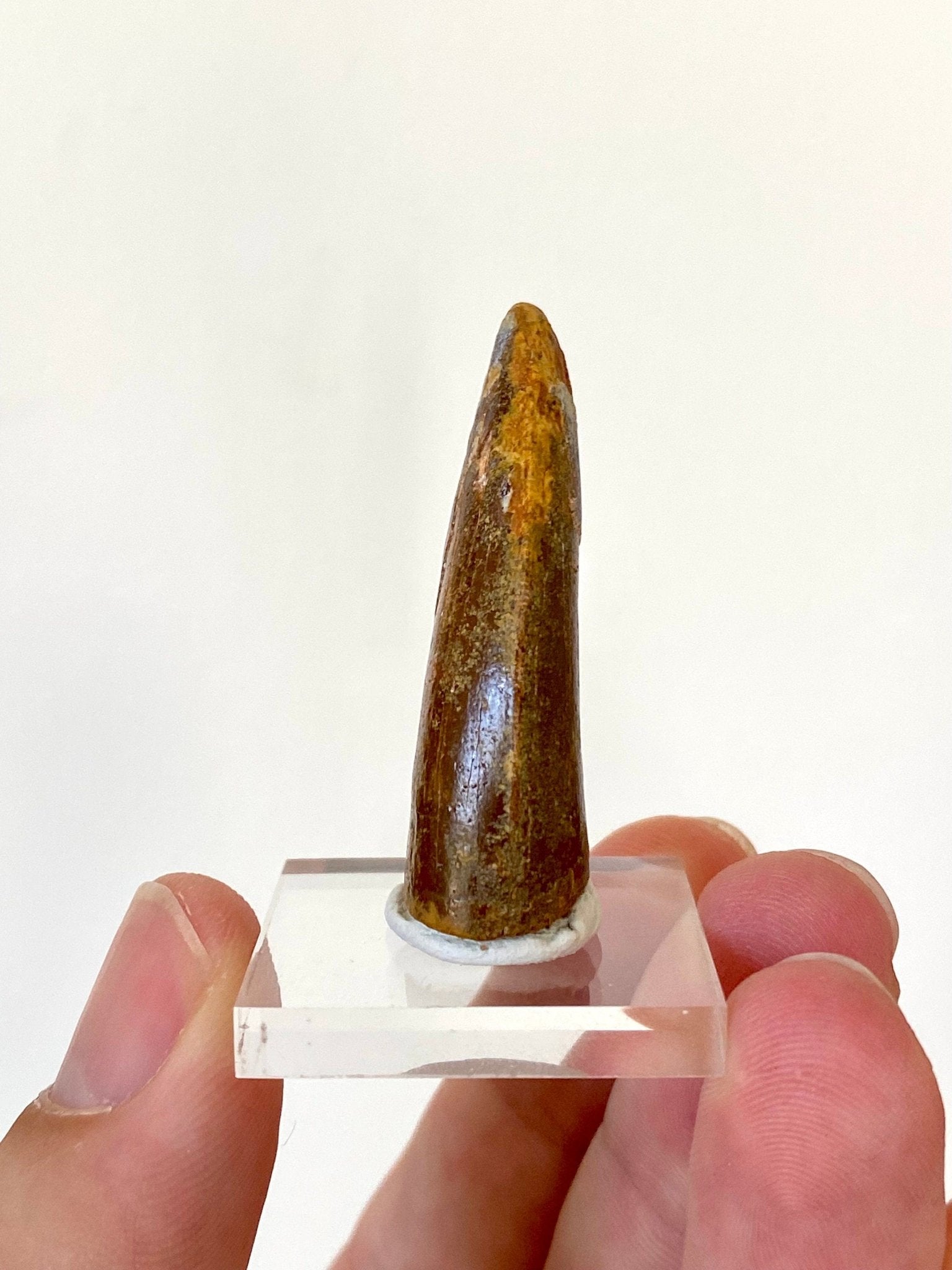 Carcharodontosaurus fossil tooth (4.1cm) - FossilsAndMore