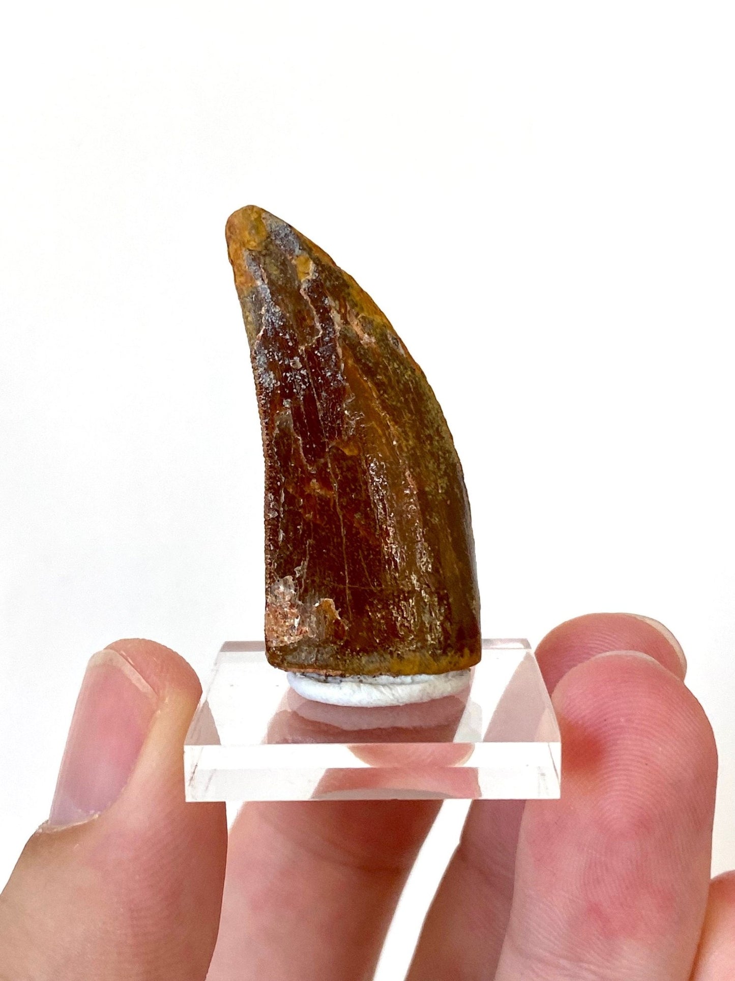 Carcharodontosaurus fossil tooth (4.1cm) - FossilsAndMore