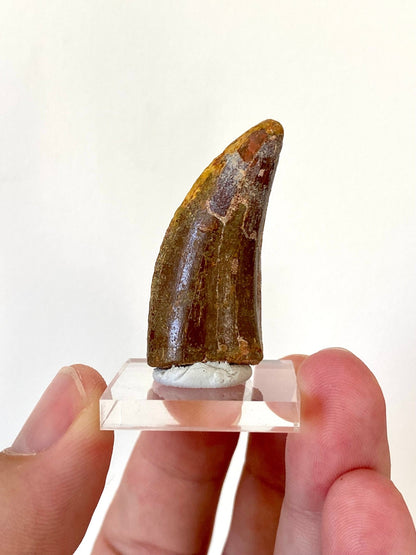 Carcharodontosaurus fossil tooth (4.1cm) - FossilsAndMore