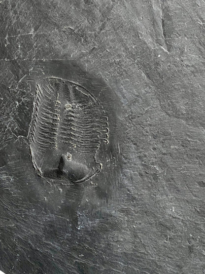 Chotecops ferdinandi trilobite fossil (Bundenbach) - FossilsAndMore