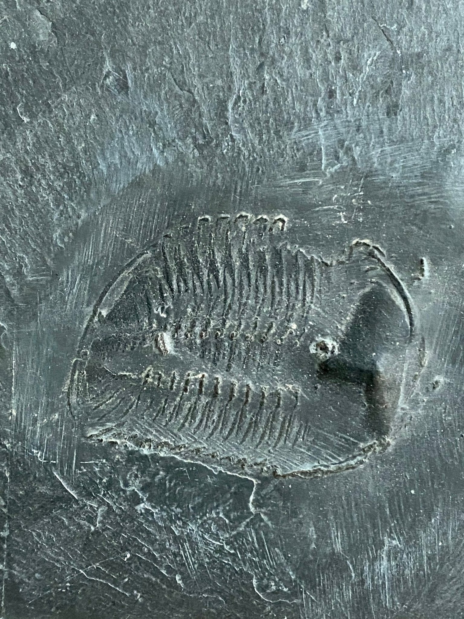 Chotecops ferdinandi trilobite fossil (Bundenbach) - FossilsAndMore