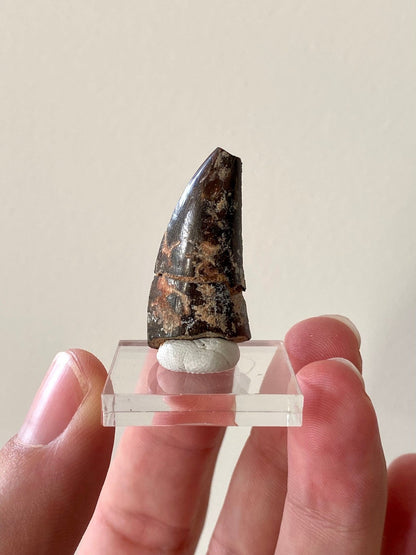 Eocarchia Dinops fossil tooth (cm) from Niger - FossilsAndMore