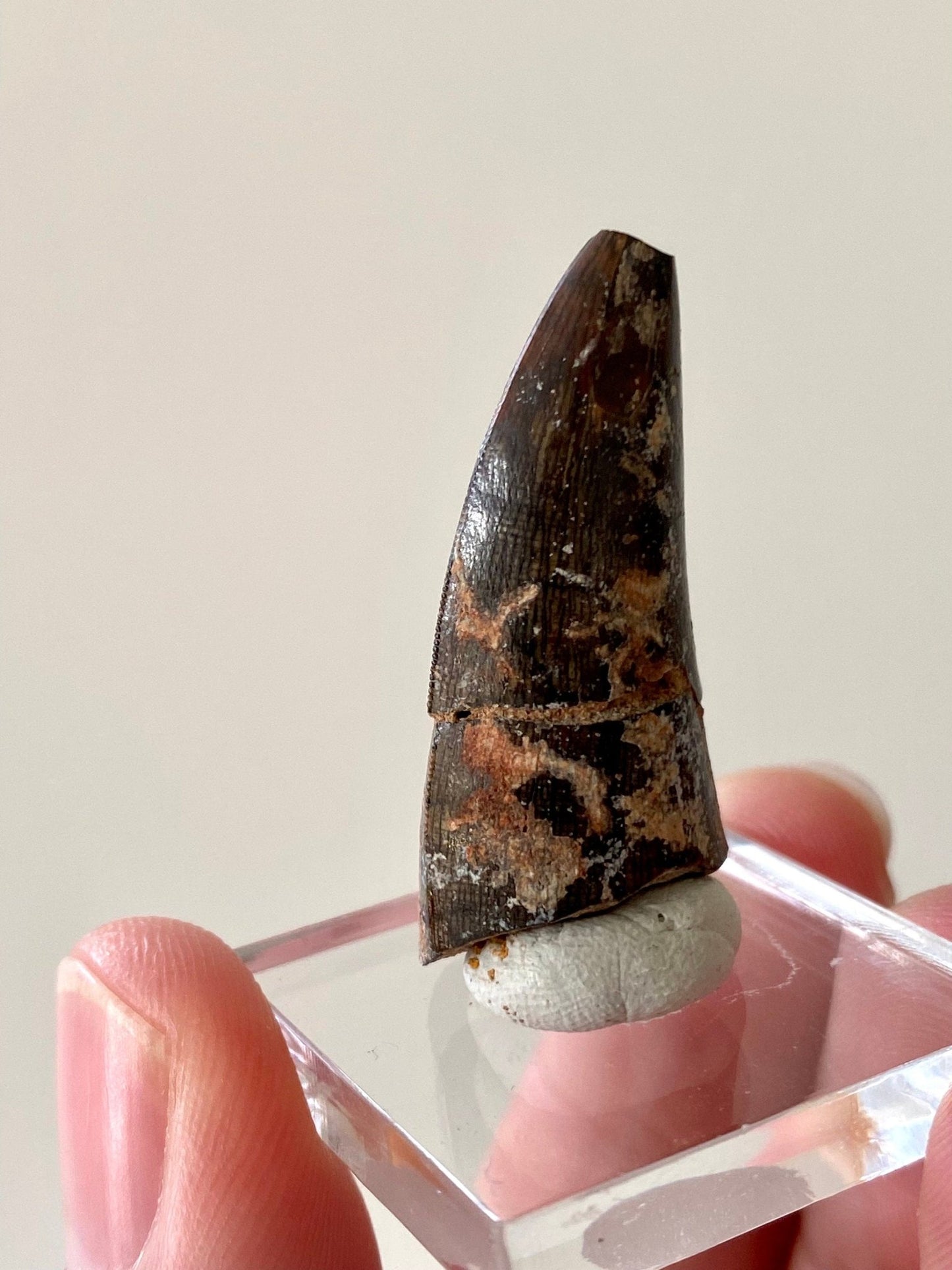 Eocarchia Dinops fossil tooth (cm) from Niger - FossilsAndMore