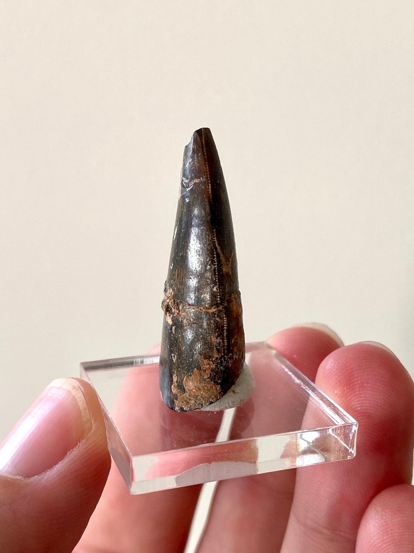 Eocarchia Dinops fossil tooth (cm) from Niger - FossilsAndMore