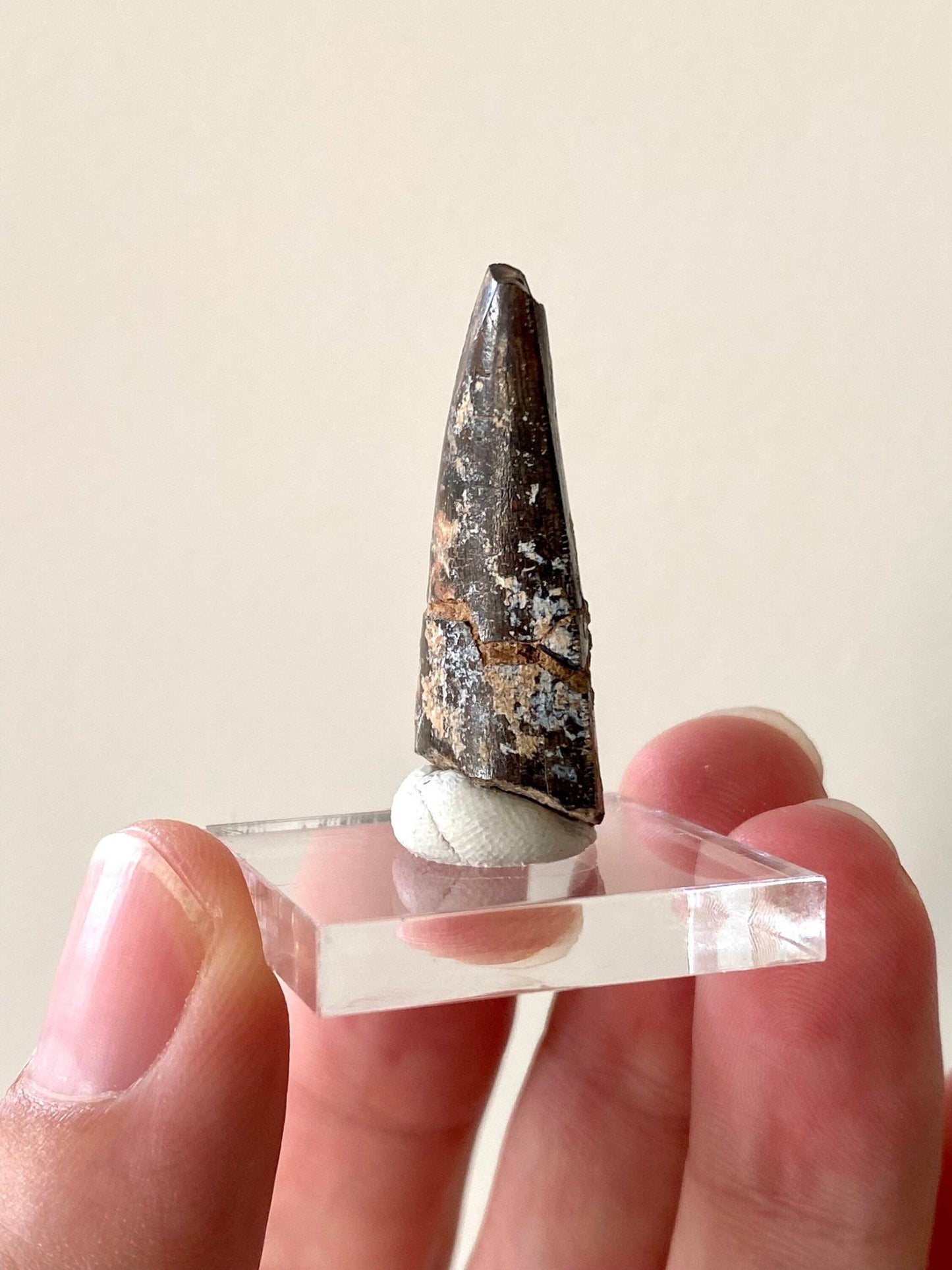 Eocarchia Dinops fossil tooth (cm) from Niger - FossilsAndMore