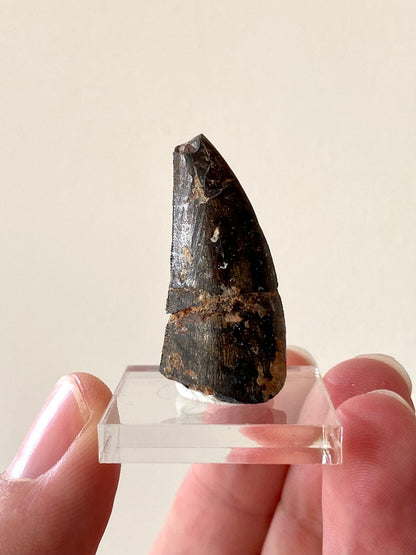 Eocarchia Dinops fossil tooth (cm) from Niger - FossilsAndMore