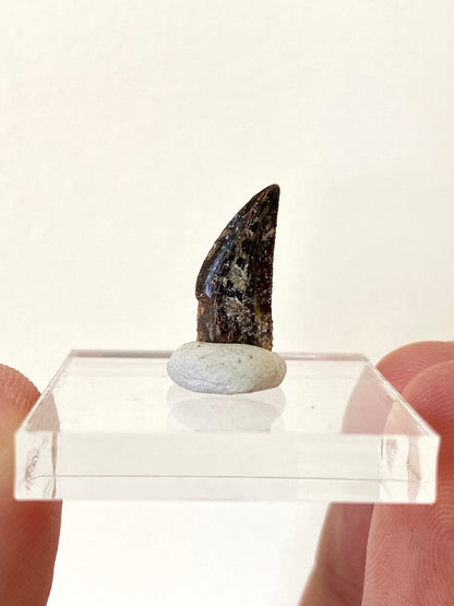 Fossil Abelisaurus tooth, "raptor like" dino species - FossilsAndMore