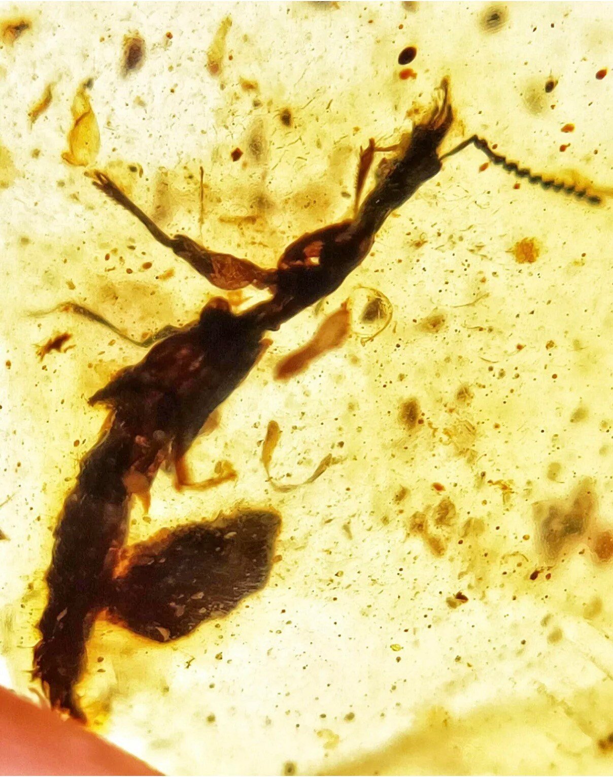 Fossil Fly in Burmese Amber, fossil resin (unknown insect) - FossilsAndMore