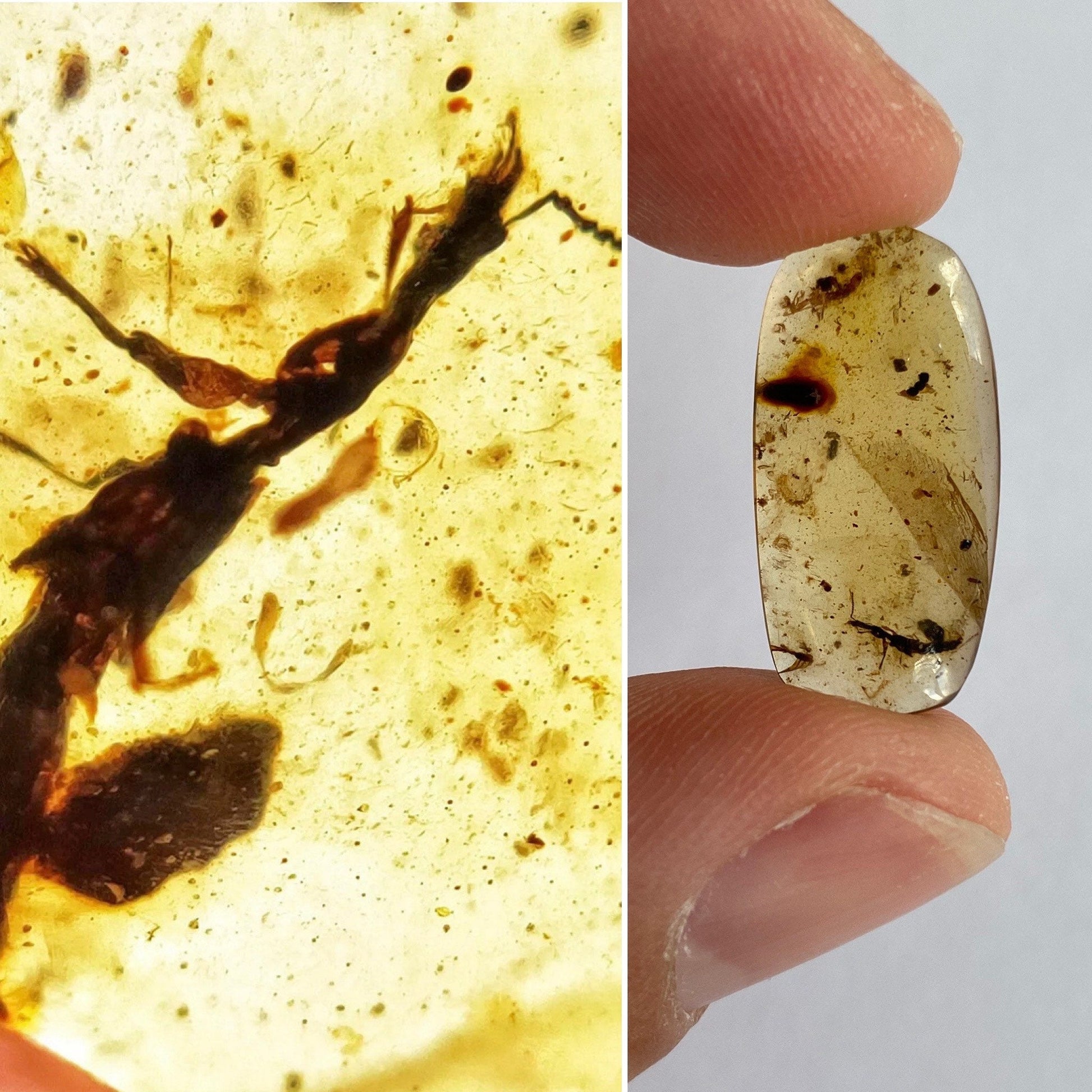 Fossil Fly in Burmese Amber, fossil resin (unknown insect) - FossilsAndMore