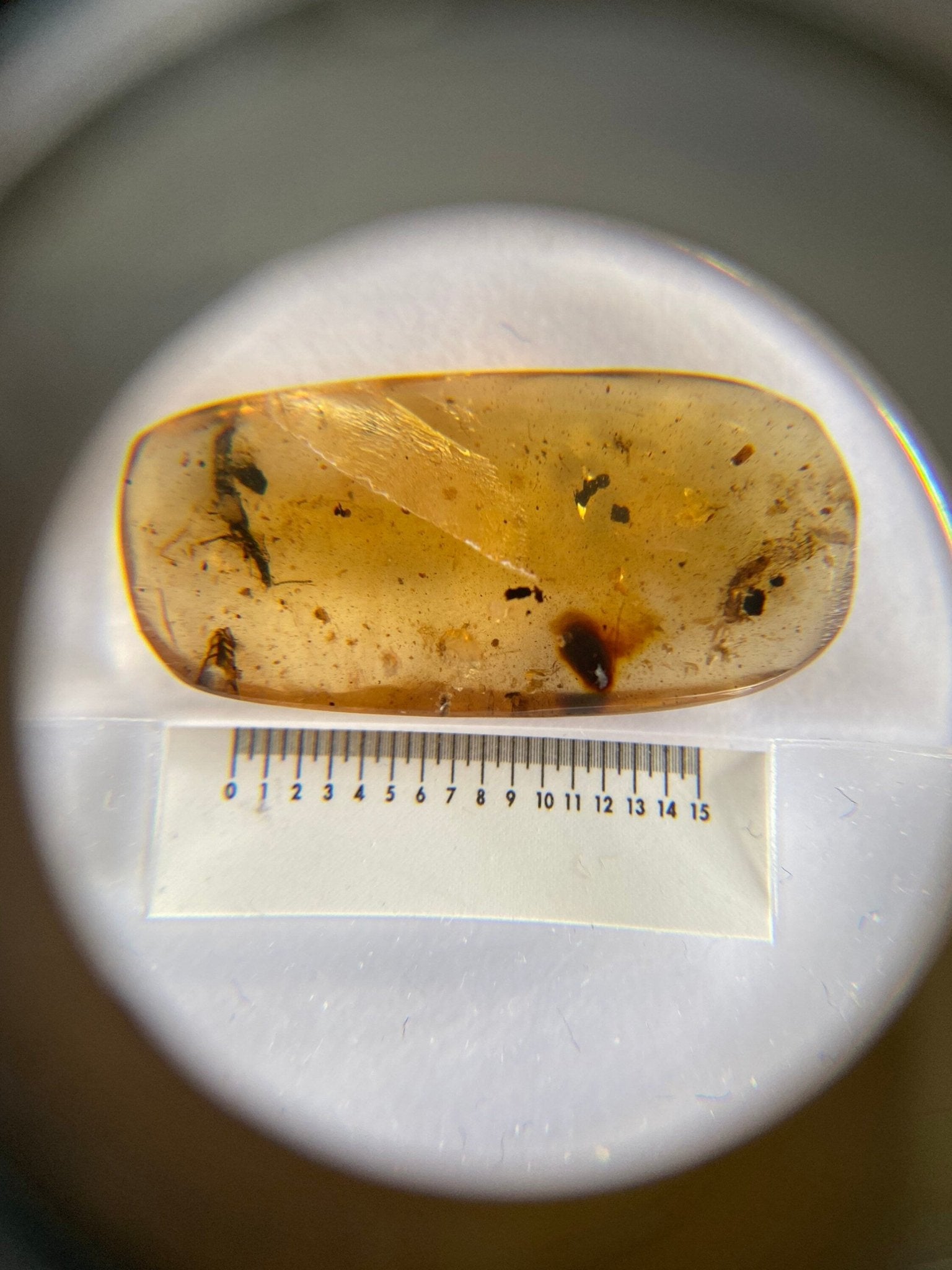 Fossil Fly in Burmese Amber, fossil resin (unknown insect) - FossilsAndMore