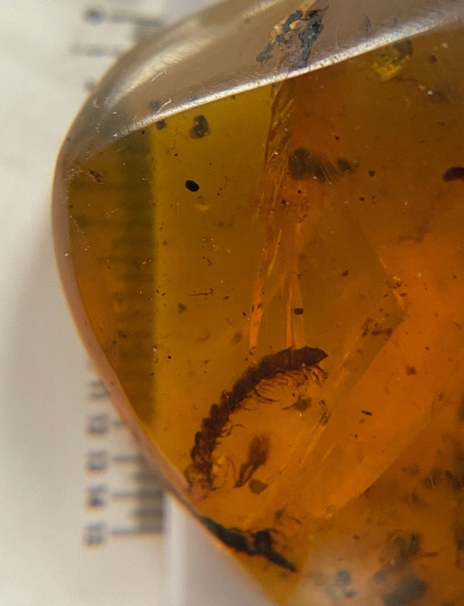 Fossil Milipede insect species in Burmese Amber - FossilsAndMore