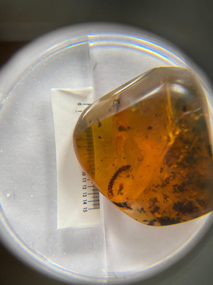 Fossil Milipede insect species in Burmese Amber - FossilsAndMore