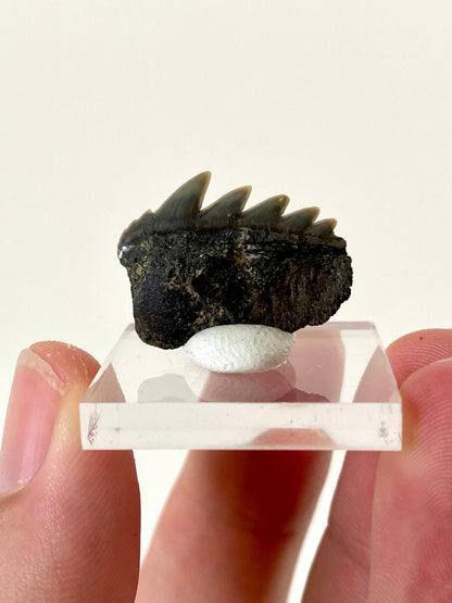 Fossil Notorynchus Primigenius lower shark tooth (Cow Shark) - FossilsAndMore