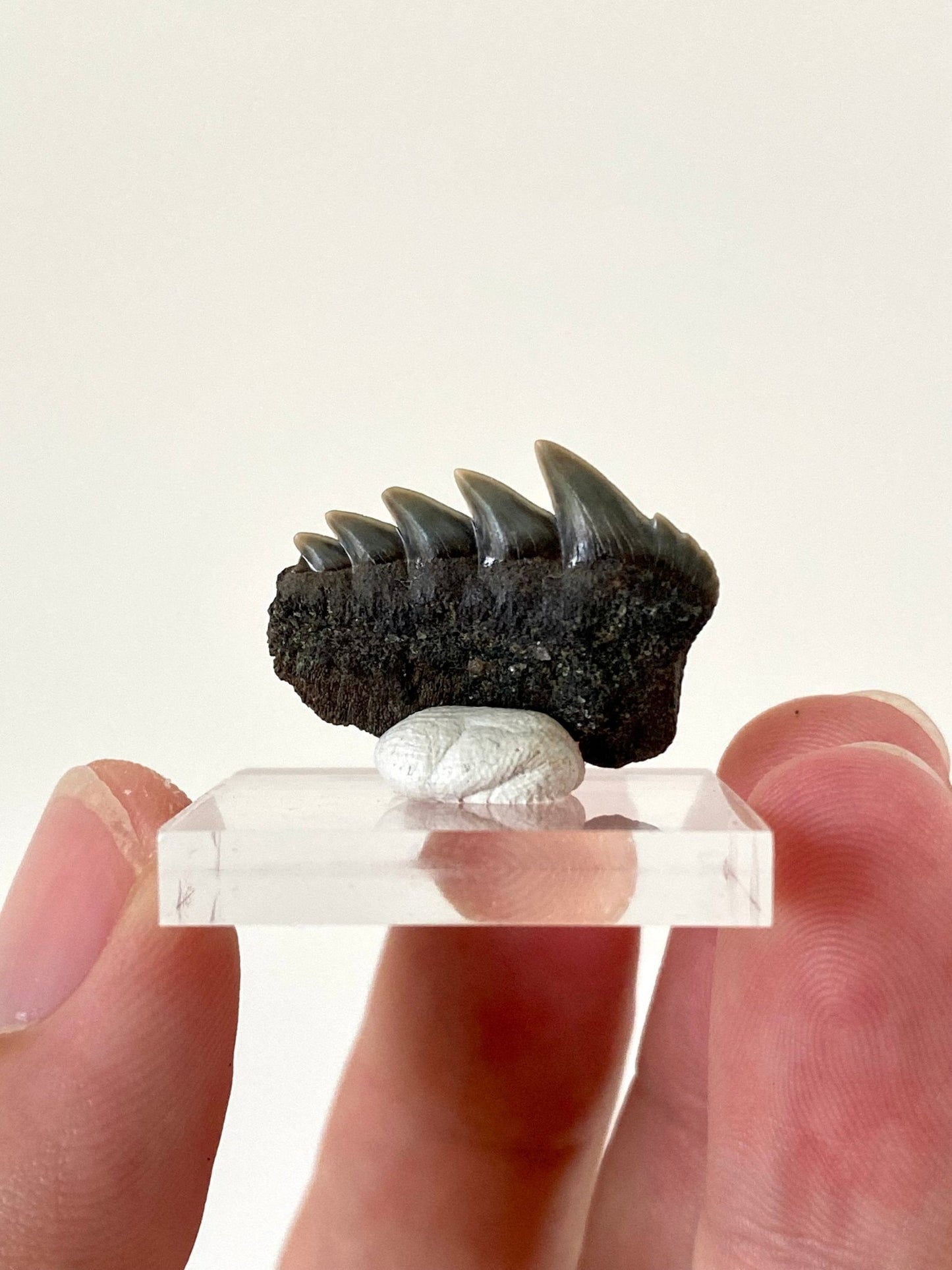 Fossil Notorynchus Primigenius lower shark tooth (Cow Shark) - FossilsAndMore