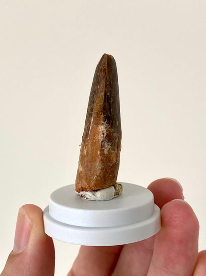 Fossil Spinosaurus Maroccanus tooth (4.9cm) - FossilsAndMore