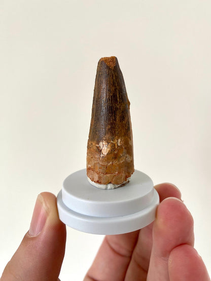 Fossil Spinosaurus Maroccanus tooth (4.9cm) - FossilsAndMore