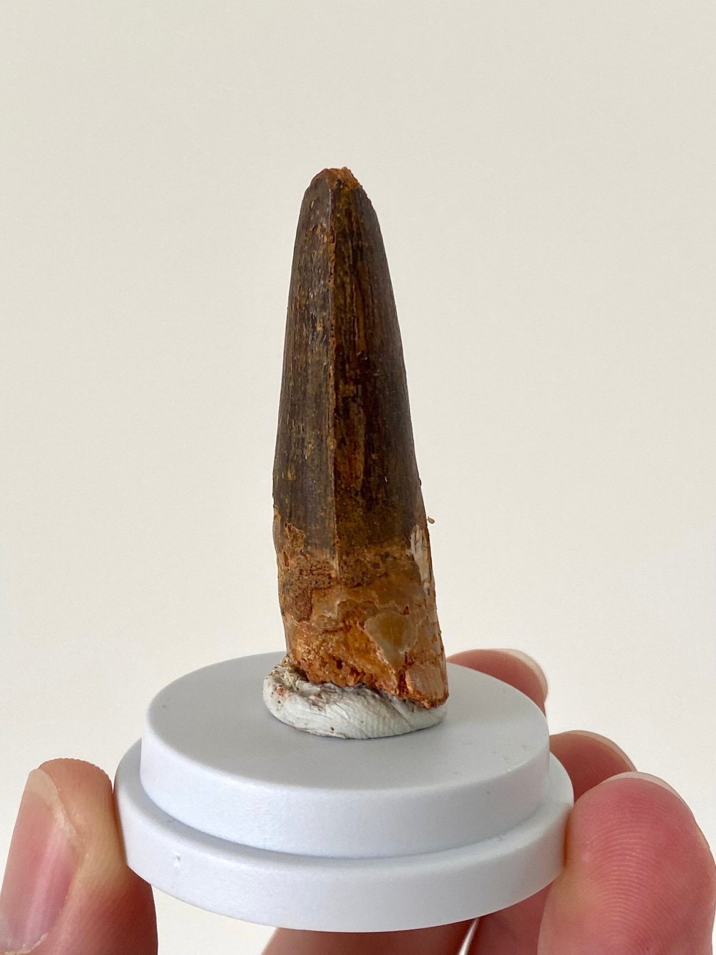 Fossil Spinosaurus Maroccanus tooth (4.9cm) - FossilsAndMore