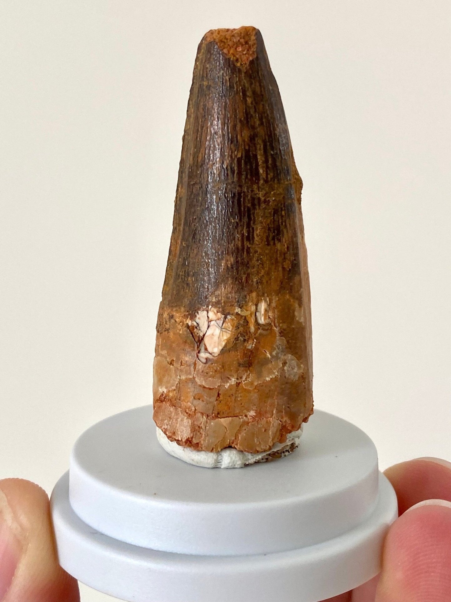 Fossil Spinosaurus Maroccanus tooth (4.9cm) - FossilsAndMore